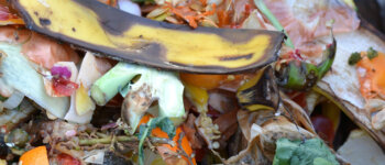 Un “Anno del Cibo” contro lo spreco alimentare