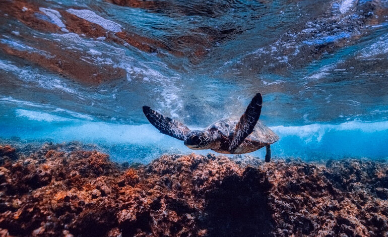 L’importanza di proteggere il 30% del Pianeta entro il 2030 e il ruolo dell’oceano
