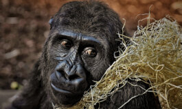 Liberiamo il gorilla Riù, rinchiuso in uno zoo
