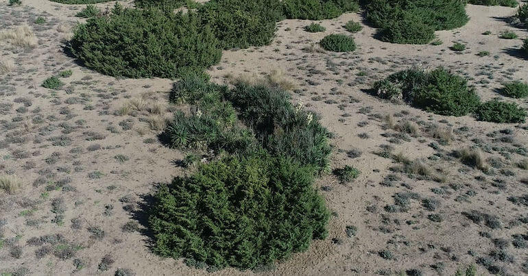 Yucca gloriosa 