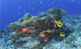 L’impegno per la conservazione dei coralli alle Seychelles