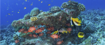 L’impegno per la conservazione dei coralli alle Seychelles