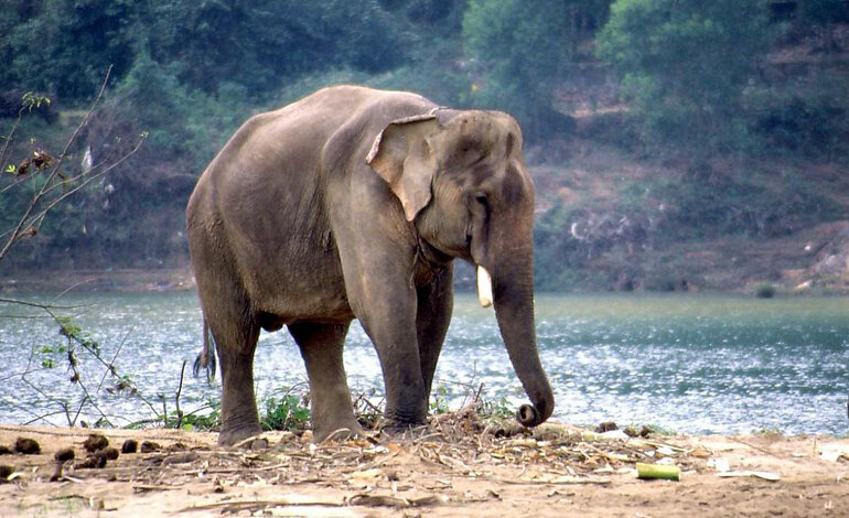 Dall’Africa all’Asia, gli elefanti devono affrontare nuovi pericoli