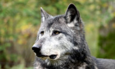 Ma è vero che i lupi ibridi sono più pericolosi?