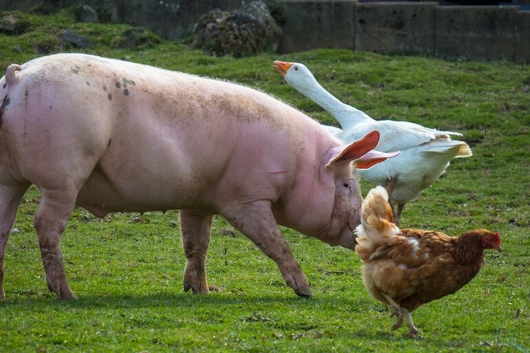 specie allevate