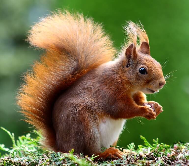 scoiattolo comune europeo