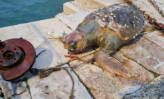 Caccia al killer delle tartarughe marine