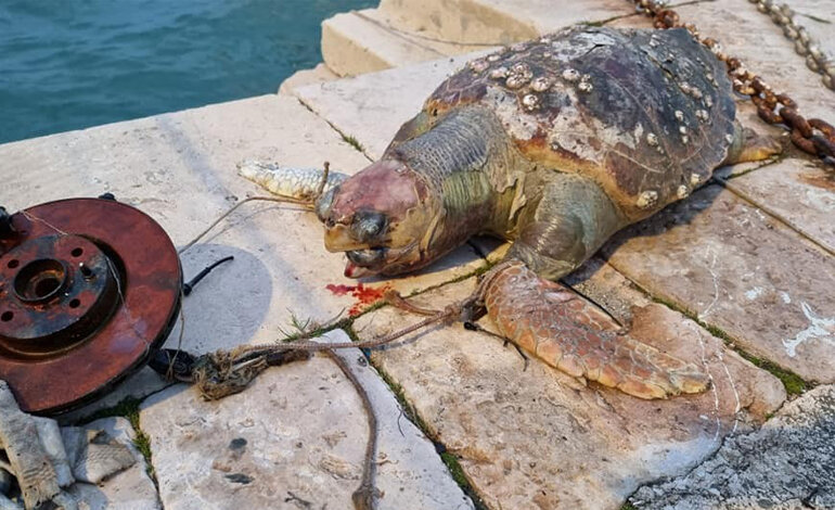 Caccia al killer delle tartarughe marine