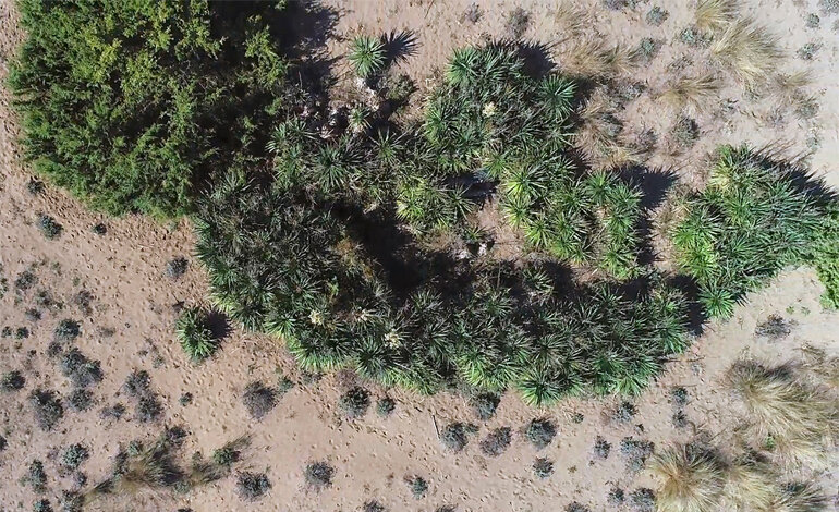 Alla ricerca delle piante aliene con i droni