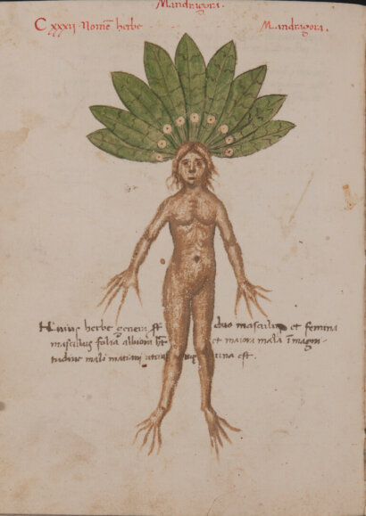 Orto botanico Padova