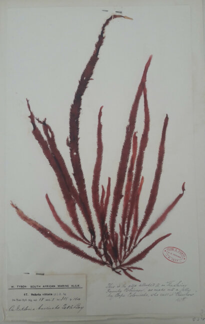 Orto botanico Padova