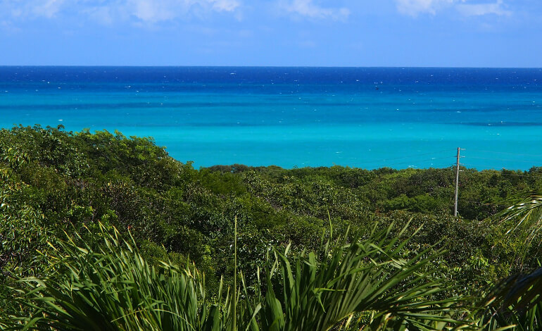 Foresta nelle Bahamas
