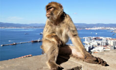 A tu per tu con il macaco di Gibilterra