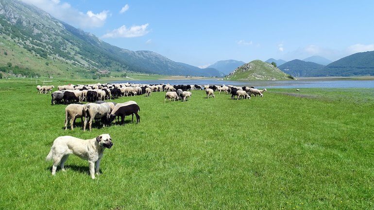 Pascolo Lago Matese