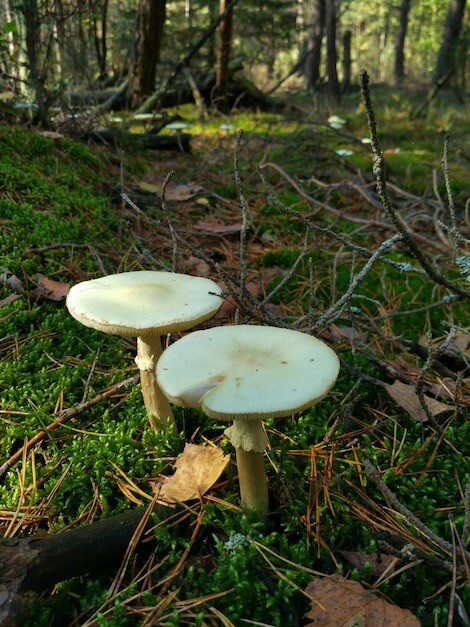 Amanita falloide.