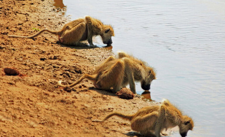 Africa straordinaria: le più belle foto dai Parchi