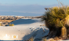 Le dune: importante habitat tra mare e terra