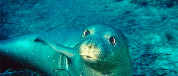 Dove si rifugia la foca monaca nel Mediterraneo