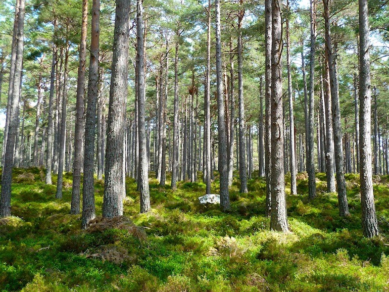 foreste