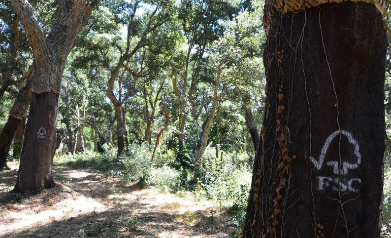 L’impegno verso le foreste non si ferma di fronte alla crisi
