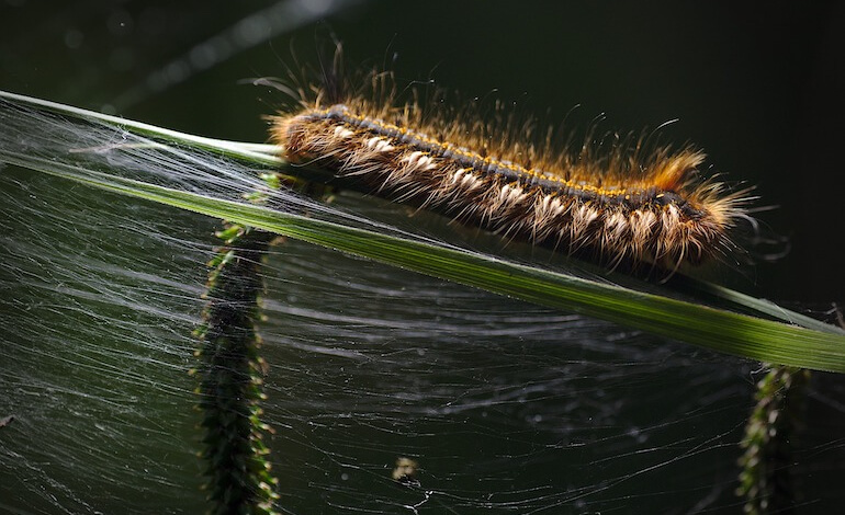 larva
