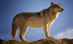 Dall'inizio dell'anno sono stati uccisi oltre 14 lupi