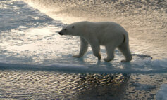 Giornata mondiale dell'orso polare