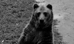 L'orso che si fa i selfie con la fototrappola