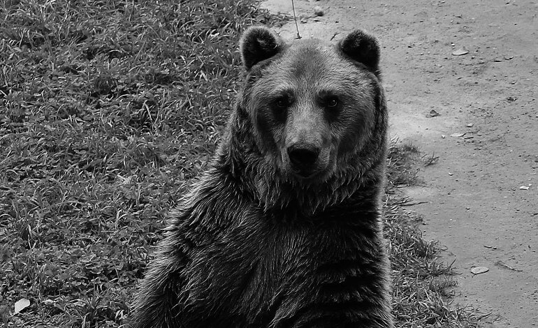 L’orso che si fa i selfie con la fototrappola