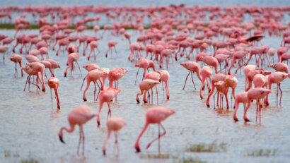 Amboseli