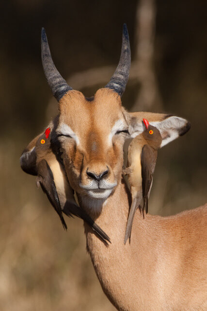 Kruger