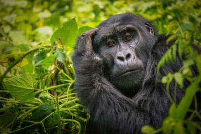 Bwindi