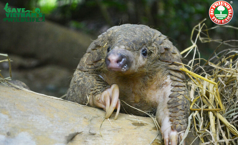 Il pangolino, strano mammifero tutto squame
