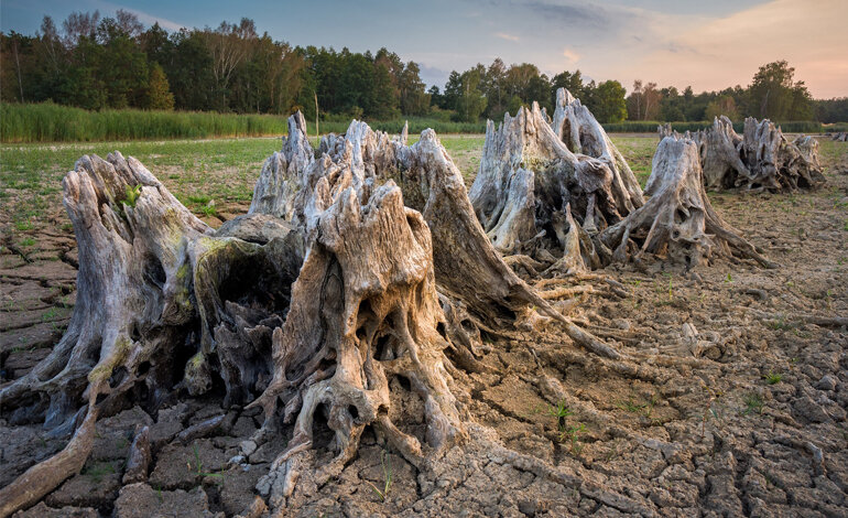 Le proposte del WWF per affrontare l’emergenza idrica