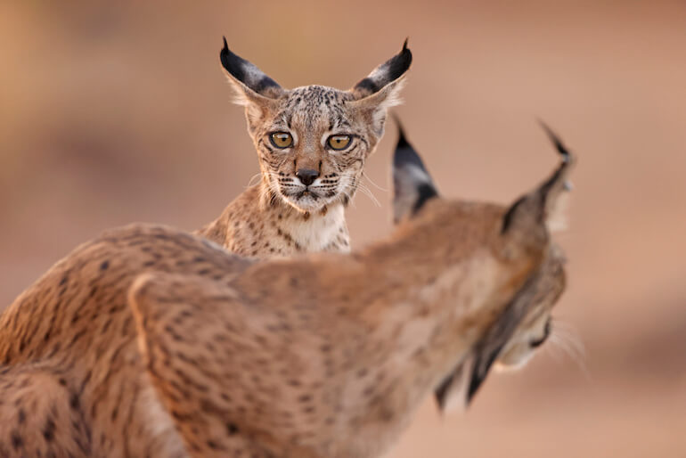 lince iberica