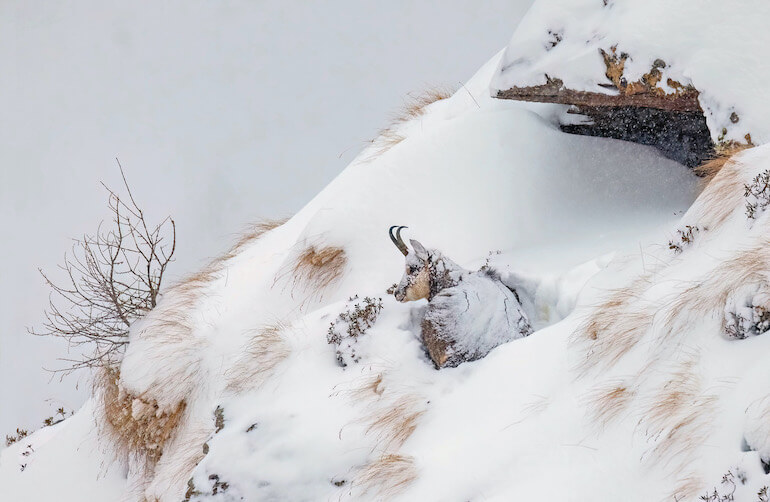 Camoscio mimetizzato nella neve