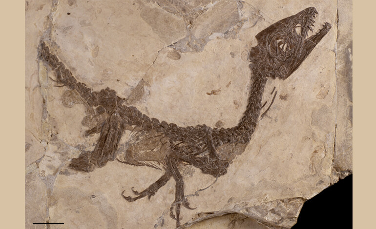 Ritorna Ciro il baby dinosauro pi famoso del mondo