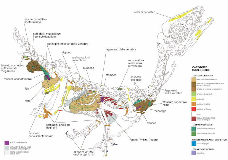 Ritorna Ciro il baby dinosauro pi famoso del mondo