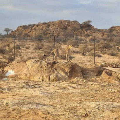 ghepardi