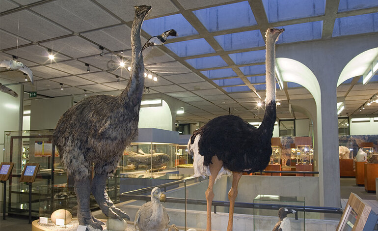 La storia dell’uccello elefante del Madagascar