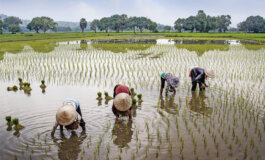I piccoli agricoltori in prima linea nell'adattamento al clima
