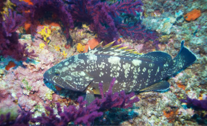 le-profondit-colorate-del-mediterraneo-il-coralligeno