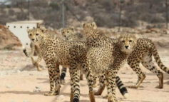 Somaliland: l'impegno per la conservazione parte dal ghepardo