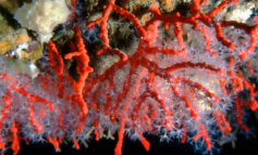 Le profondità colorate del Mediterraneo: il coralligeno
