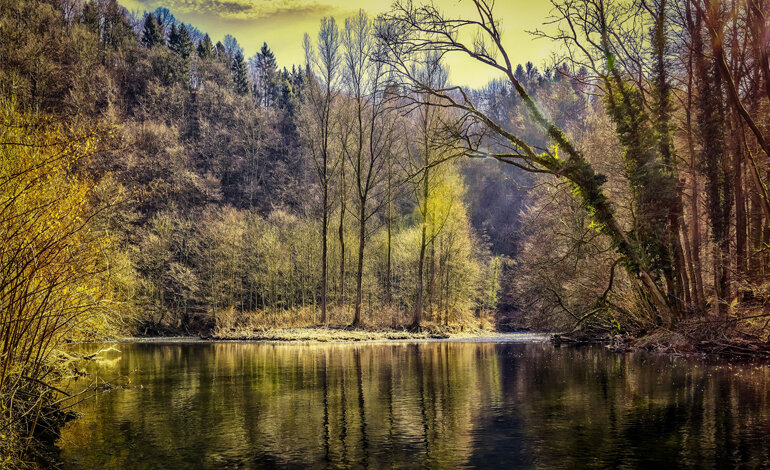 Foreste sane per persone sane
