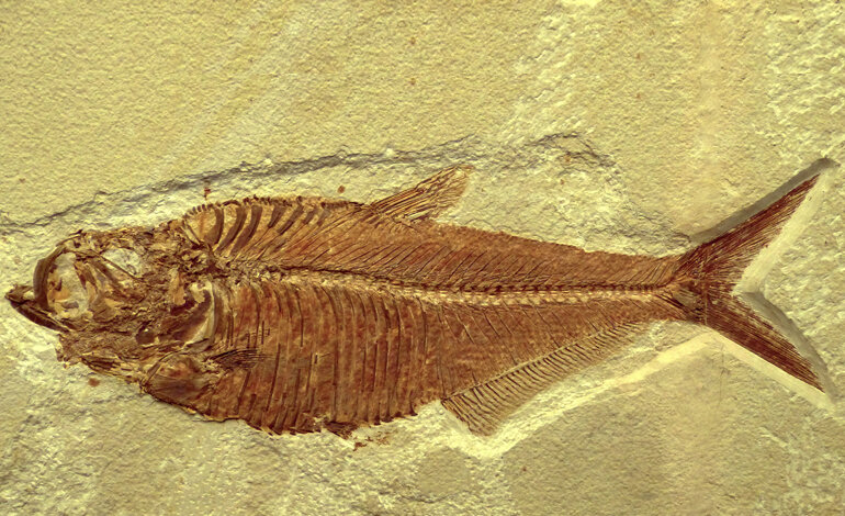 La paleodieta mediterranea contemplava anche il pesce
