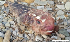 Ritrovato sulle coste del Lazio un pesce istrice tropicale