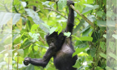 Il video virale di un gorilla che piroetta sopra una pozza