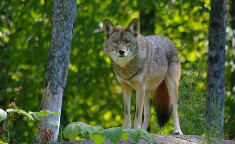Dannato per sempre, perché lupo