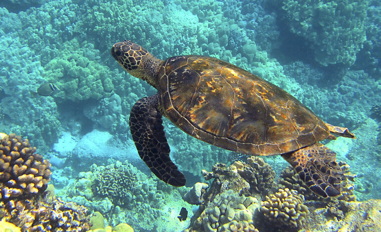 Tartarughe e coccodrilli particolari sono le specie più minacciate